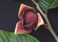 Annona purpurea